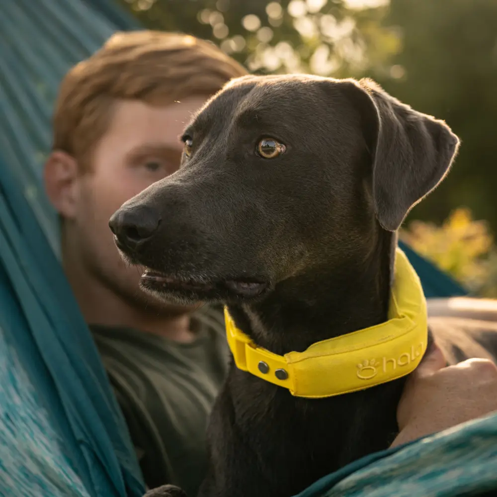 Halo Collar 5 GPS Dog Fence